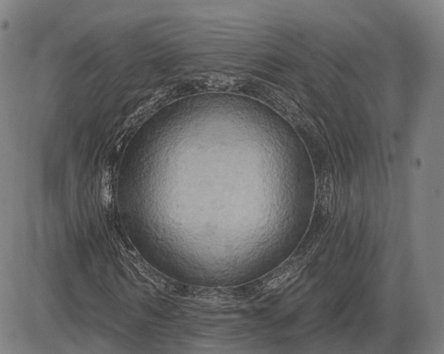 X0000083040962200702161702