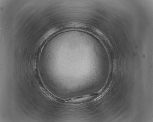 X0000083041017200702161701