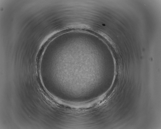 X0000083041022200702161701