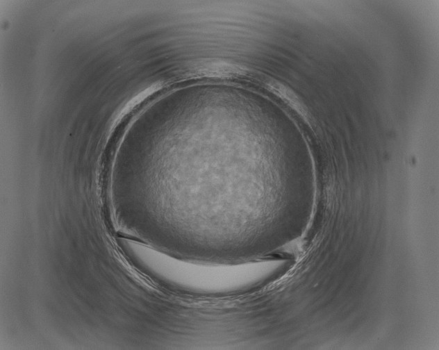 X0000083041026200702161701