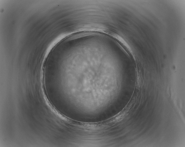 X0000083041096200702161700