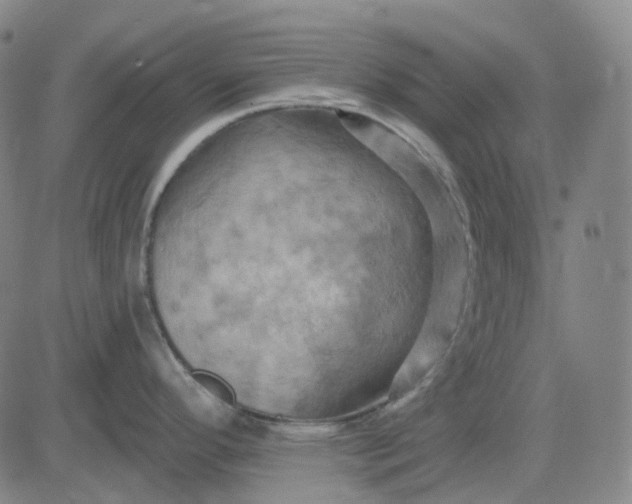 X0000083041296200702161657