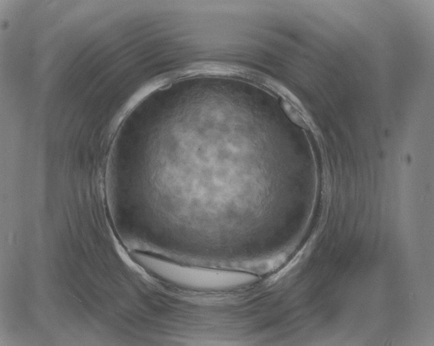 X0000083041433200702161655