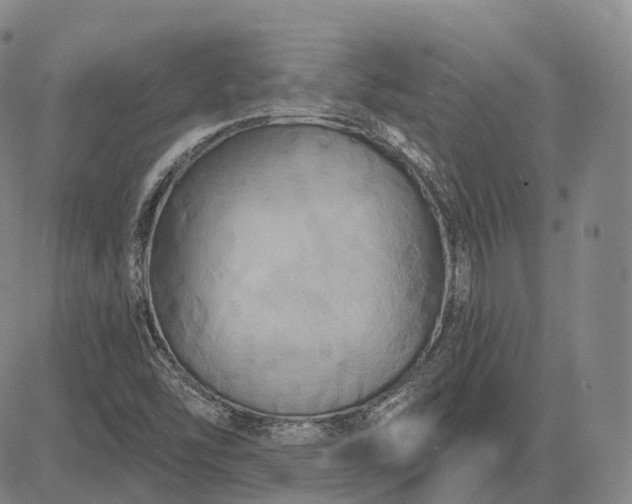 X0000083041454200702161654