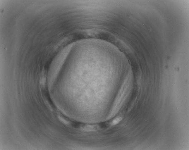 X0000083040129200702231939