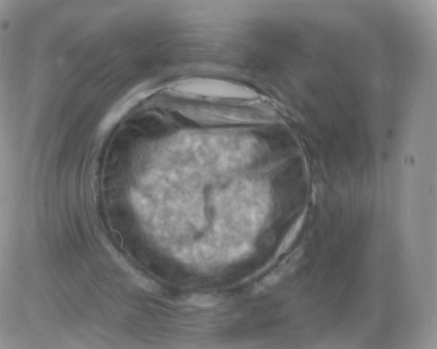 X0000083040341200702231935