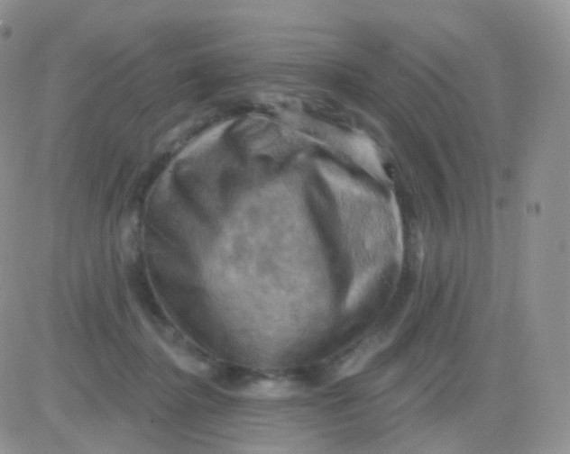 X0000083040364200702231936