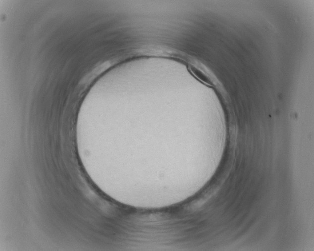 X0000083040433200702231933