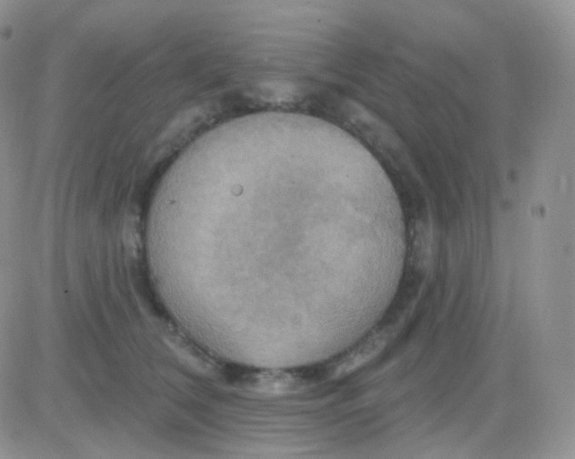 X0000083040612200702231931