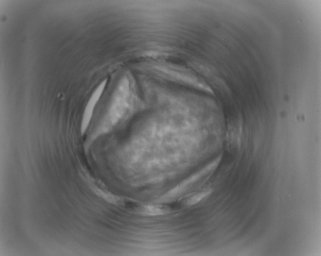 X0000083040623200702231931