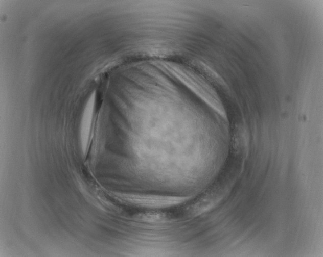 X0000083040639200702231931