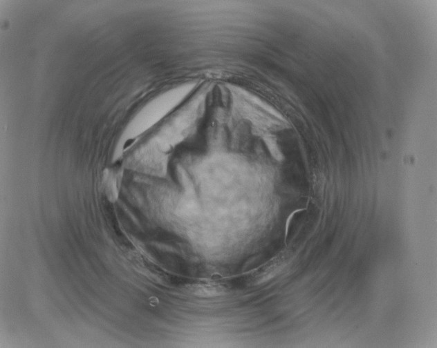 X0000083040652200702231931