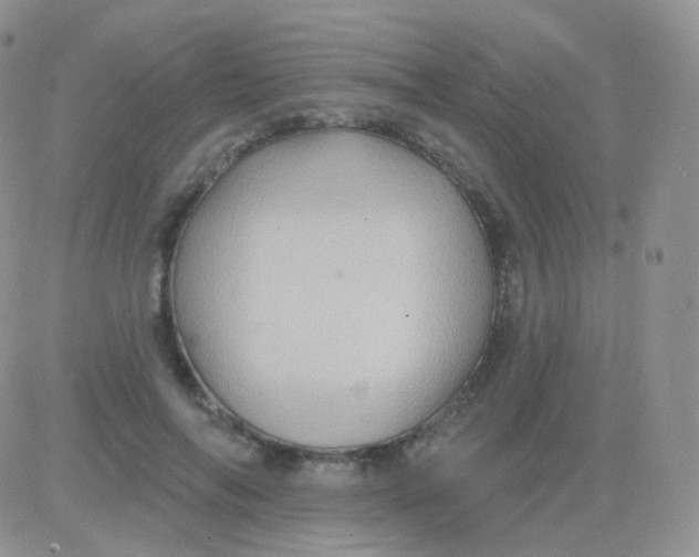 X0000083040694200702231930