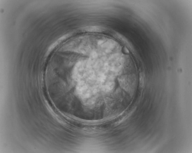 X0000083040725200702231929