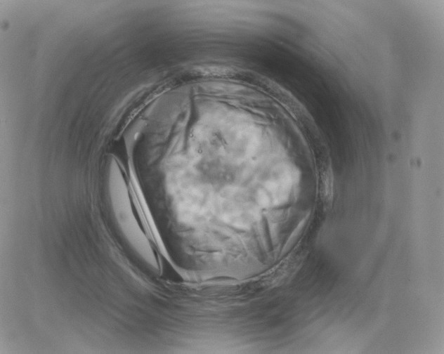 X0000083040733200702231929