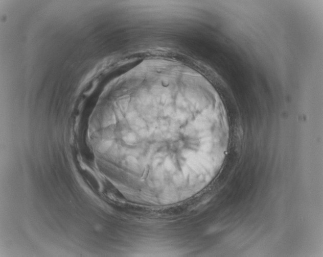 X0000083040734200702231929