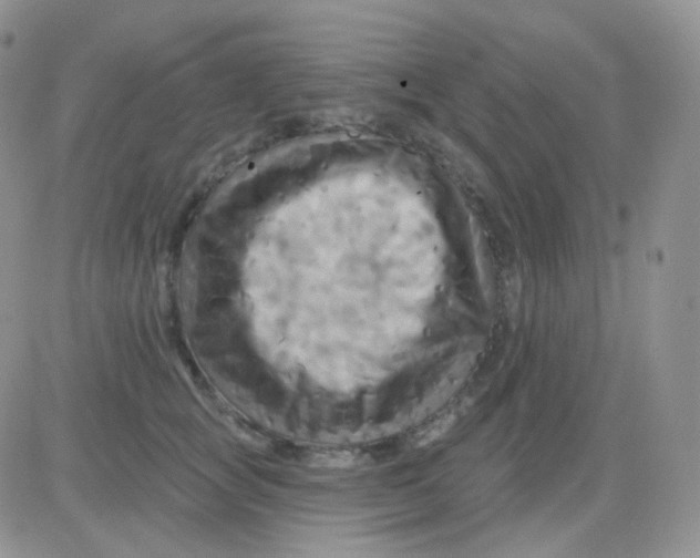 X0000083040757200702231929