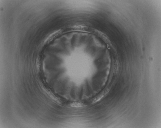 X0000083040762200702231929