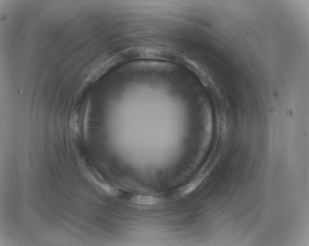 X0000083040766200702231929