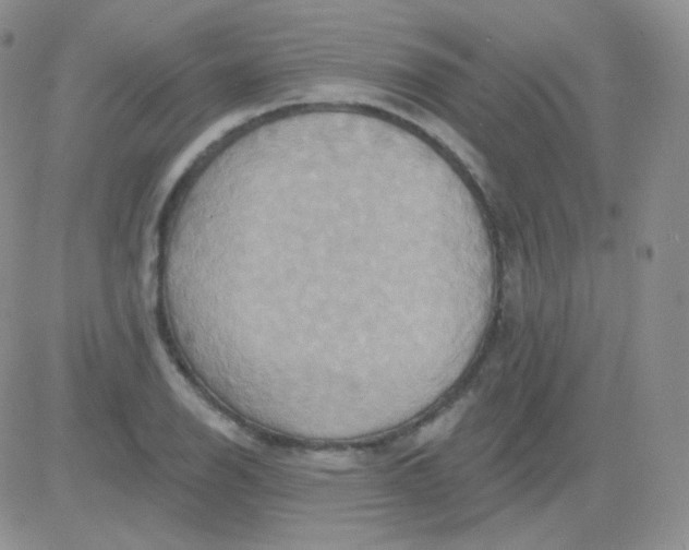 X0000083041126200702231923