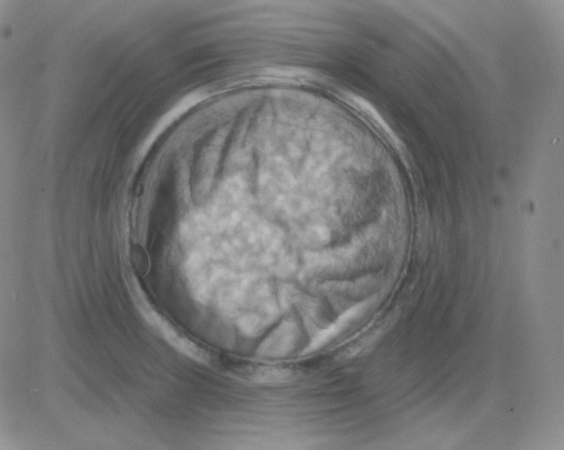 X0000083041235200702231921