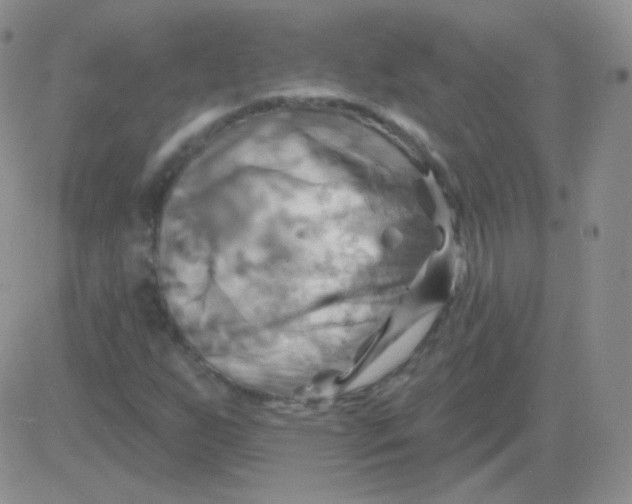 X0000083041255200702231921