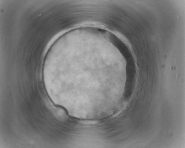 X0000083041296200702231920