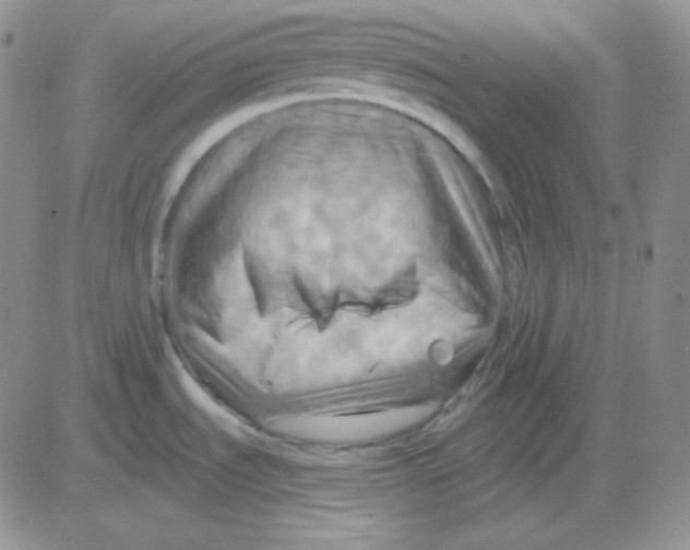 X0000083041535200702231917