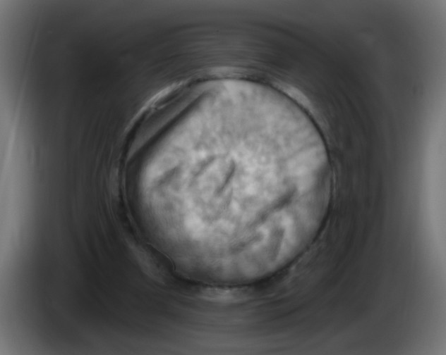 X0000083040297200703022054