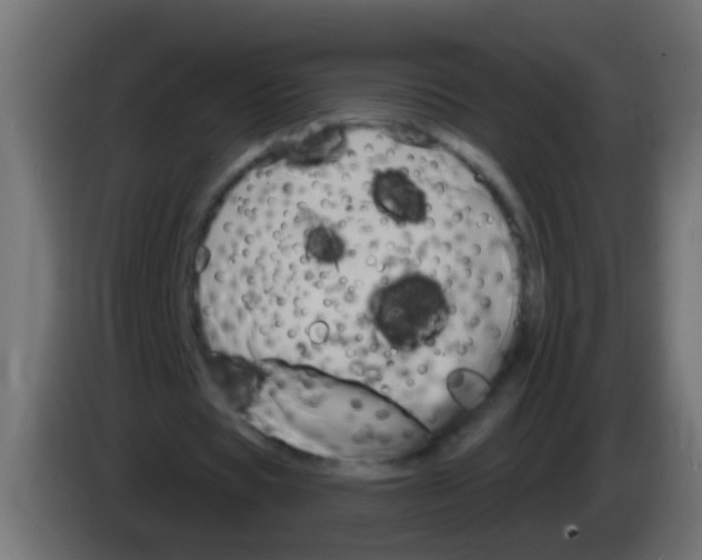 X0000083040529200703022050