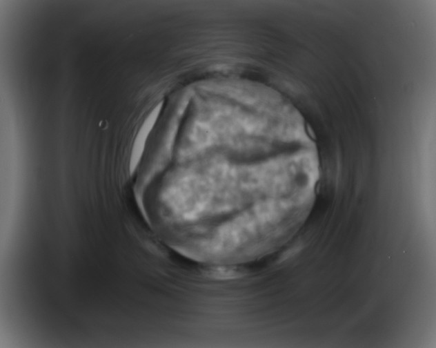 X0000083040623200703022050