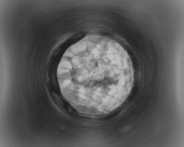X0000083040734200703022048