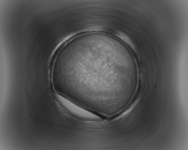 X0000083040781200703022048