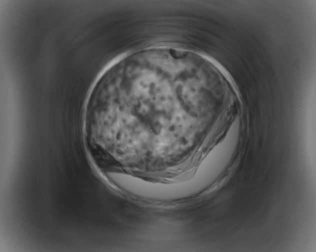 X0000083040957200703022046