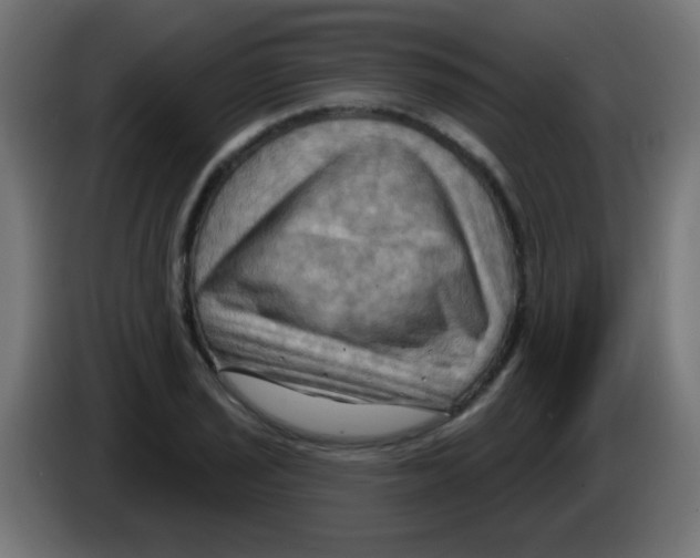 X0000083041029200703022044