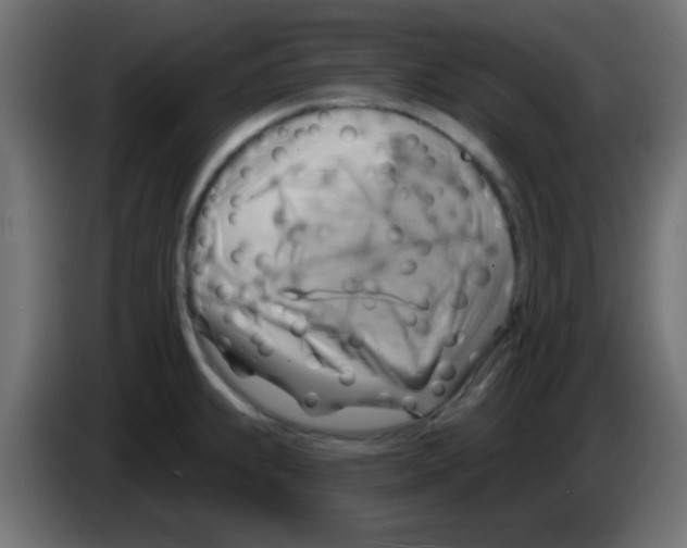 X0000083041239200703022041