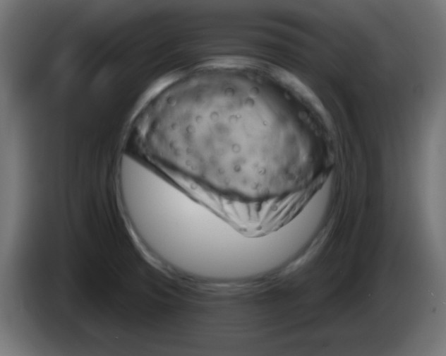 X0000083041425200703022038