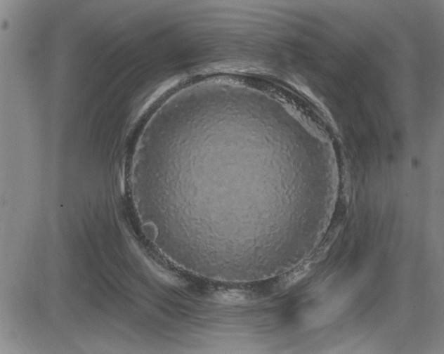 X0000083050062200702021228