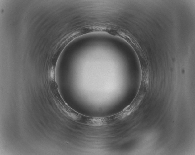 X0000083050095200702021229