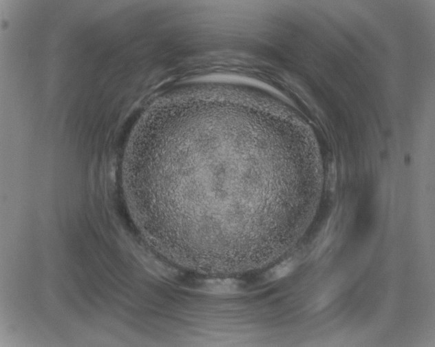 X0000083050363200702021224