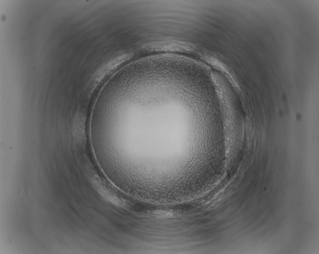X0000083050394200702021223
