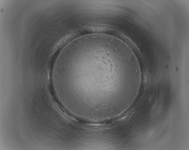 X0000083050733200702021217