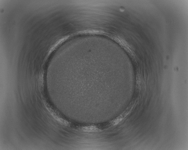 X0000083050112200702161741