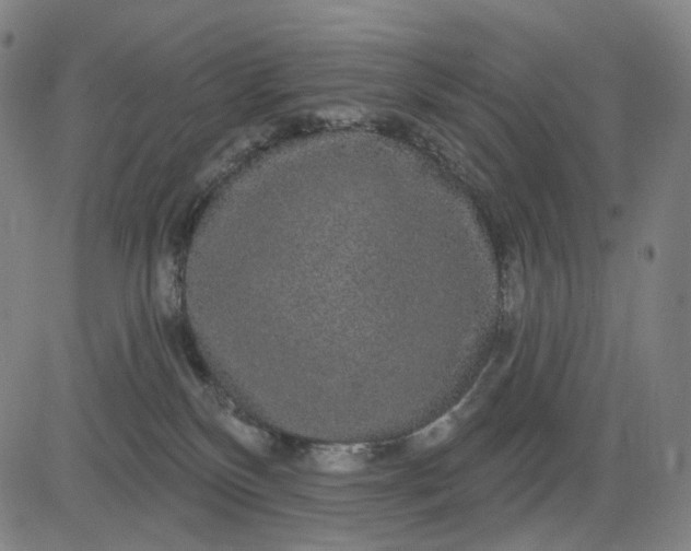 X0000083050136200702161741