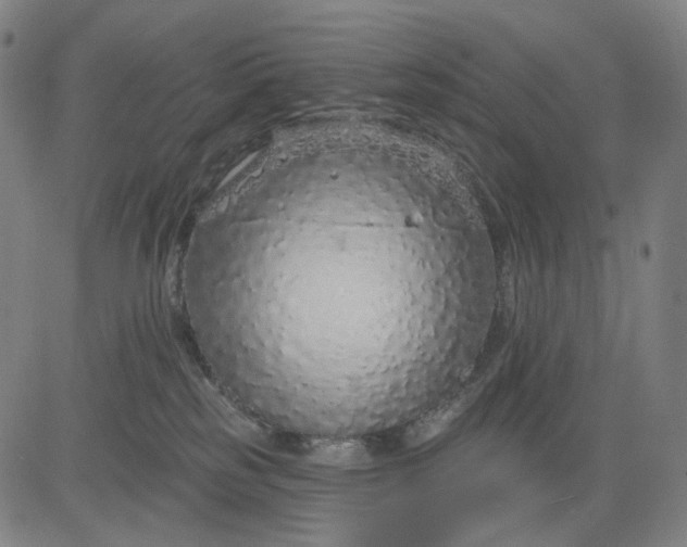 X0000083050185200702161741