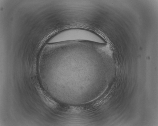 X0000083050442200702161735