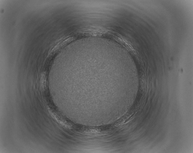 X0000083050594200702161733