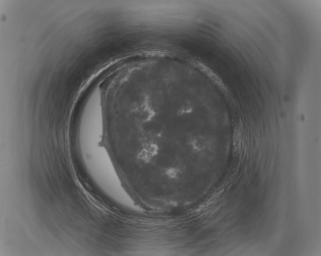 X0000083050722200702161731