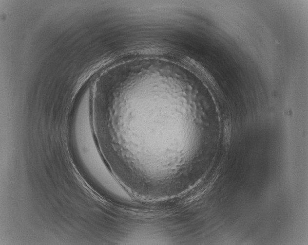 X0000083050725200702161731