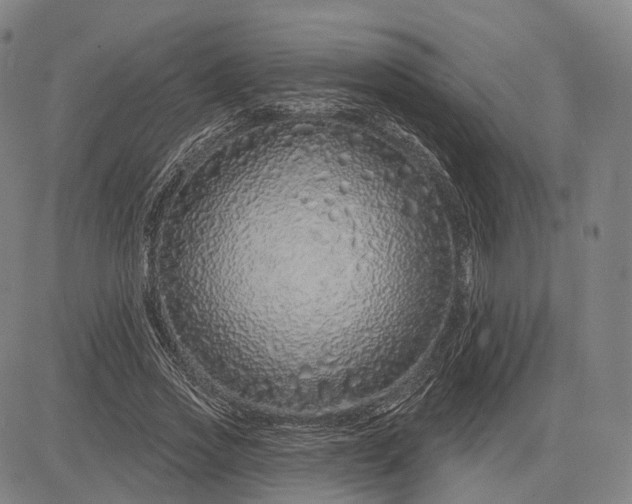 X0000083050733200702161731